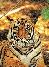 Tiger, Tempel und Palste - Detailfoto 0